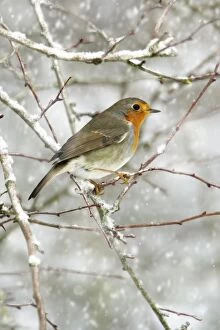 Images Dated 8th February 2007: Robin - perched on snow covered branch Hessen, Germany Added falling snow