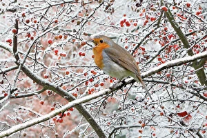 Robin - perched on snowy branch singing Digital