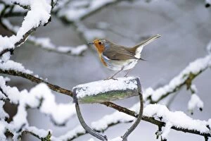Images Dated 6th February 2008: Robin - perched on spade handle Added background & snow on handle