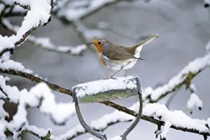Wildife Prints: Robin - perched on spade handle Added background & snow on handle