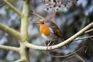 Breast Prints: Robin - perched on willow branch Slimbridge UK