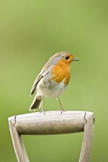 Images Dated 26th April 2007: Robin - Perched on wooden garden fork handle