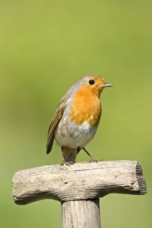 Images Dated 28th April 2007: Robin - Perched on wooden garden fork handle