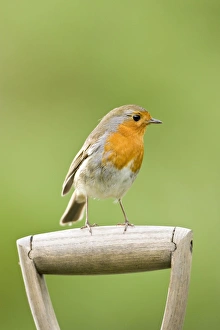 Images Dated 26th April 2007: Robin Perched on wooden garden fork handle Norfolk UK