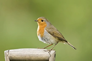 Images Dated 26th April 2007: Robin Perched on wooden garden fork handle Norfolk UK