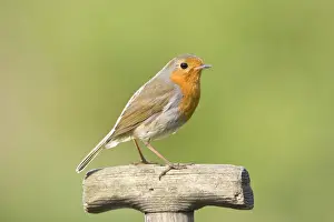 Robin Perched on wooden garden fork handle Norfolk UK