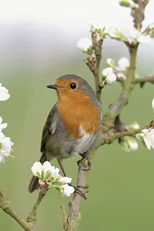 Plum Prints: Robin On plum blossom