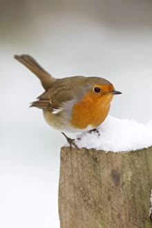 Images Dated 10th January 2010: Robin - on post in snow - Winter
