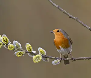 Robin - on pussy willow 9455