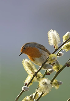 Images Dated 21st March 2009: Robin - on pussy willow - Bedfordshire - UK 007068