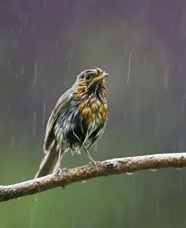Images Dated 21st June 2012: Robin in rain