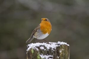 Robin Robin adult in winter Germany