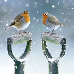 Robins Gallery: Robin, two Robins on spade handles in winter snow