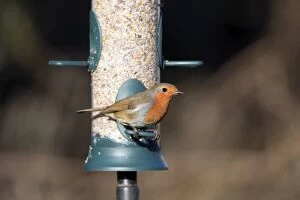 Images Dated 18th January 2011: Robin - on seed feeder - Cornwall - UK
