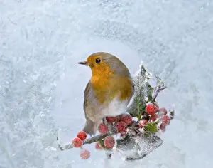 Robin – seen through frost covered window 003526