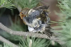 Shaking Prints: Robin shaking feathers. Shaking feathers while preening. In London at Ealing. England