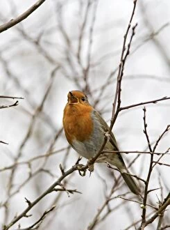 Robin - singing
