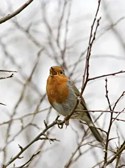 Robin – singing Bedfordshire UK 003527