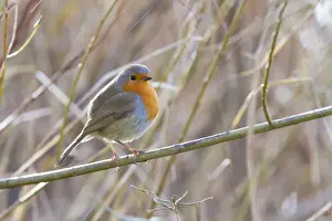 Wiltshire Prints: Robin - Single adult robin perching on a branch with rain drops. England, UK