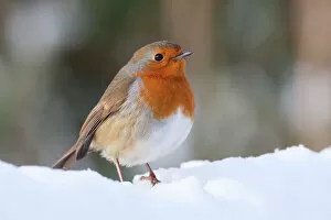 Garden Bird Collection: Robin - Single adult robin perching in the snow. England, UK