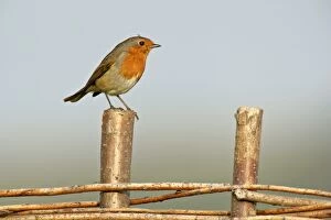 Images Dated 16th October 2006: Robin sitting on fence Birling Gap, Sussex Downs, England, UK