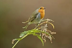Robin - sitting on fern leaf