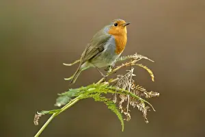 Robins Prints: Robin - sitting on fern leaf New Forest National Park, Hampshire, England