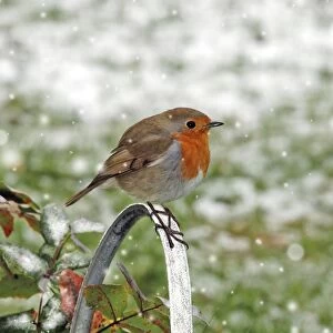 Images Dated 5th April 2008: Robin - Sitting on watering can - Feathers fluffed up to keep warm in winter (snow in background)