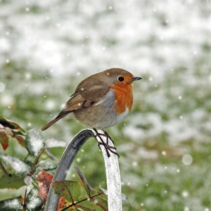 Images Dated 5th April 2008: Robin - Sitting on watering can - Feathers fluffed up to keep warm in winter (snow in background)