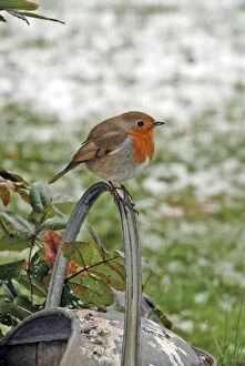 Robin - Sitting on watering can - Feathers fluffed up to keep warm in winter (snow in background)