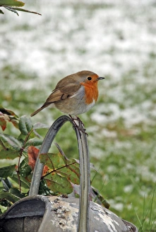 Images Dated 5th April 2008: Robin - Sitting on watering can - Feathers fluffed up to keep warm in winter (snow in background)