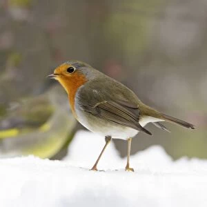 Images Dated 22nd November 2008: Robin - In snow