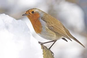 Images Dated 27th February 2004: Robin - in snow