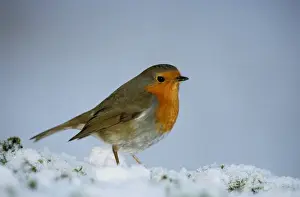 Robin - On snow
