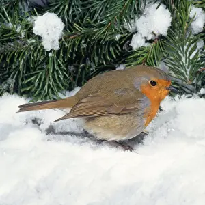 Robin in snow