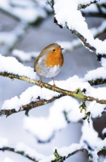 ROBIN - on snow covered branch