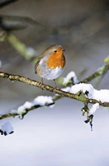 ROBIN - on snow covered branch