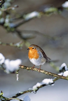 ROBIN - on snow covered branch