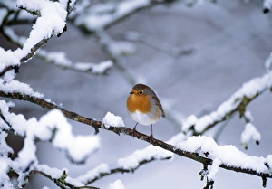 ROBIN - on snow covered branch