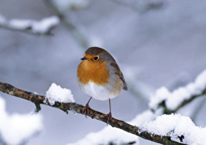 ROBIN - on snow covered branch