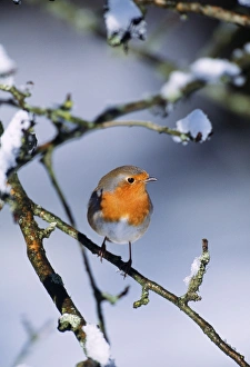 ROBIN - on snow covered branch