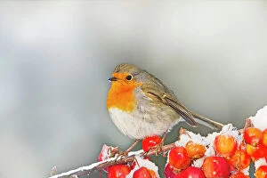 Robin - on snow covered crab apples