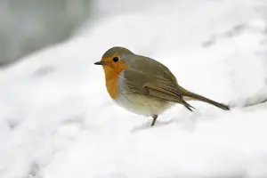 Robin - in snow covered garden, Lower Saxony, Germany