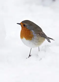 Robin - on snow covered ground Bedfordshire UK 006754