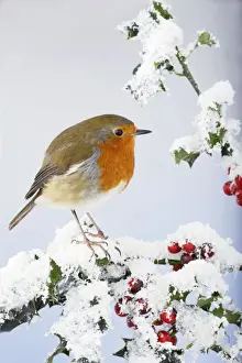 Robin - on snow covered holly - Bedfordshire - UK 006924
