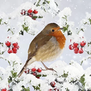 Robin Gallery: Robin - on snow covered holly with berries 006921