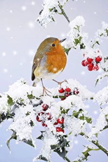Images Dated 24th May 2021: Robin - on snow covered holly Date: 24-05-2021