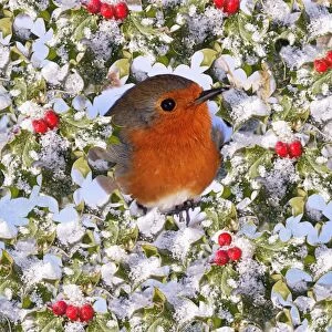 Images Dated 24th October 2008: Robin - in snow & frost covered holly Digital Manipulation: Holly (BB)