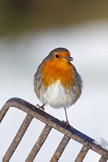 Images Dated 9th January 2010: Robin - in snow on garden fork - UK