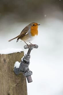 Images Dated 10th January 2010: Robin - in snow - on garden tap - Winter